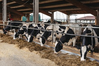 Calf cow in cage, caring on bio farm farming, feed hay grass silage pets, dairy cattle breeds,