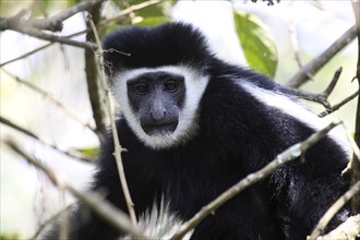 Detail of Black and white colobus from Tanzania