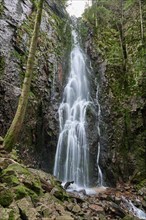 Burgbach Waterfall in coniferous forest falls over granite rocks into the valley near Bad