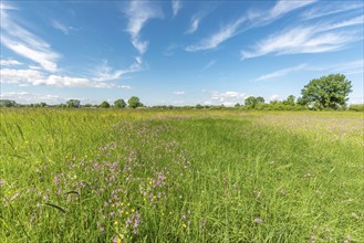 Natural meadow with pink spring flowers. Alsace, France, Europe