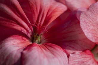 Pink color of flowers petals Pelargonium zonale Willd. Macro photography of beauty petals, causing