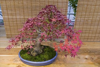 Bonsai, Japanese maple (Acer palmatum) . Age, about 50 years. Exhibition of Bonsai in Aptekarsky