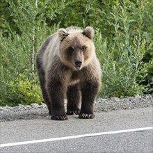 Hungry brown bear (Ursus arctos piscator) standing on roadside of asphalt road, heavily breathing,