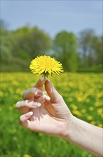 Female hand holding yellow dandelion flower on green meadow