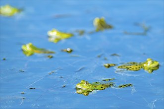 Marsh frog (Rana ridibunda) in a pond in spring. France