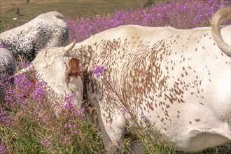 Vosges cow in a flowering meadow. Vosges, France, Europe