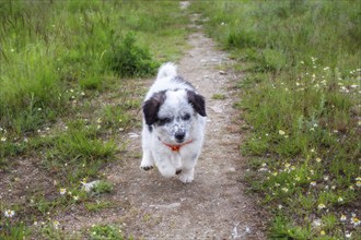 Cute white and black bulgarian shepherd dog puppy running