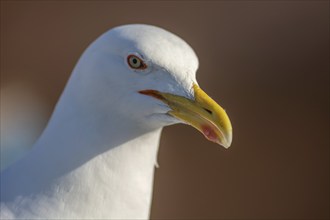 Isolated seagull face from Essaouira, Morocco, Africa