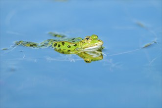 Marsh frog (Rana ridibunda) in a pond in spring. France