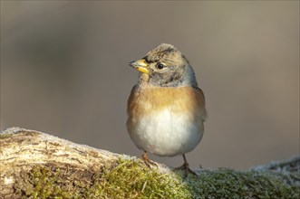 Brambling (Fringilla montifringilla) perched on a branch in the forest in winter. France