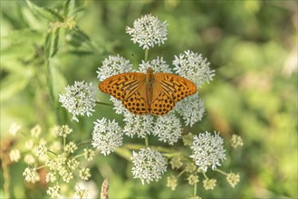 Silver-washed fritillary butterfly (Argynnis paphia) on a flower. Alsace, France, Europe