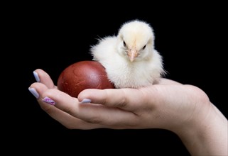 Hand of a young teenager holding a yellow baby chicken and an easter red egg. Concept of Easter