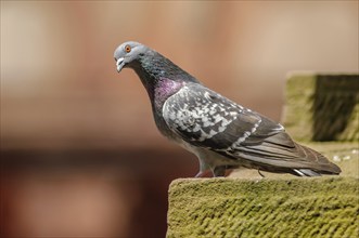 Rock Dove (Columba livia) in a tourist town in the summer. Alsace, France, Europe