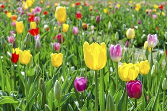 Field of many colourful tulips in spring