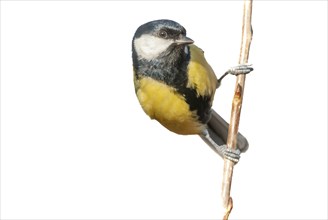 Great tit (Parus major) on branch in forest in winter. clipping on white background. Alsace,