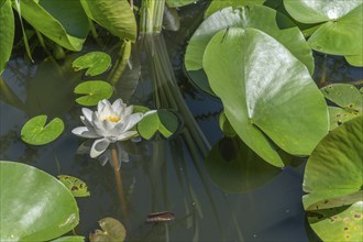 Water lilies in bloom in garden in spring. Alsace, France, Europe