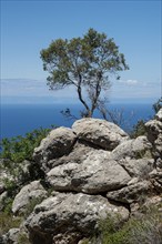 Lonely coniferous tree at the edge of a rocky cliff in the coast. Cloudy sky copy paste