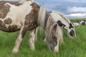 Irish cob horses in a pasture in spring. In the French countryside, horses go out into the meadows