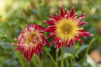 Dahlia flowers growing in a french garden park