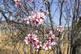 Flowers of almonds, close-up. Crimea, beginning of April