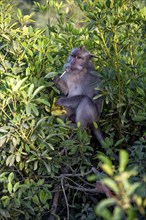 Funny animal photo with monkey sucking on lollipop very funny