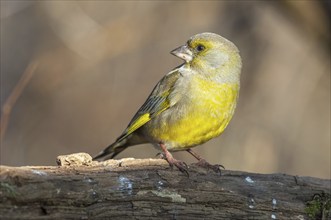 Greenfinch perched on a branch in the forest. (Chloris chloris) . France