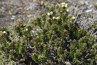 Wild flora of Kamchatka Peninsula, Siberian Juniper (Juniperus sibirica Burgsd), low small