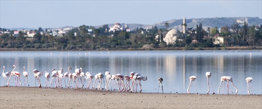 Group of Flamingo birds feeding at the edge of the Salt lake of Larnaca, Cyprus. At the back is the