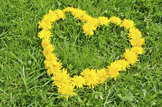 Heart symbol made of yellow dandelion flowers on the grass