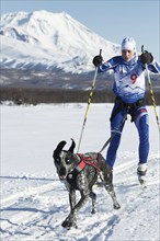 PETROPAVLOVSK, KAMCHATKA, RUSSIA, DEC 10, 2016: Skijor races, competition for Cup of Kamchatka