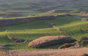 Agriculture farmland field at sunrise. Green meadow land