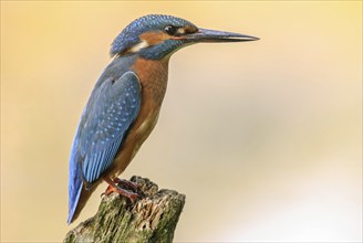 Kingfisher perched on a branch above the water of a pond