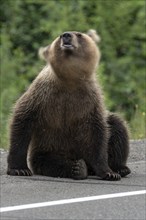 Young Kamchatka brown bear waving its head scaring mosquitoes, sits on side of asphalt road. Blur,