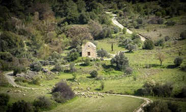 Ancient abandoned church in the forest. Farmland goats grazing. Paphos Cyprus