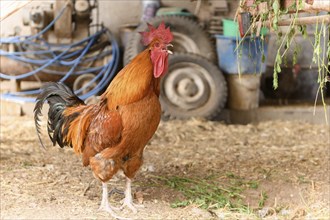 Free range rooster on a farm. Bas-Rhin, Collectivite europeenne d'Alsace, Grand Est, France, Europe