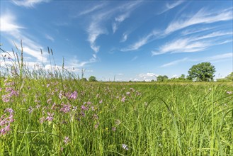 Natural meadow with pink spring flowers. Alsace, France, Europe