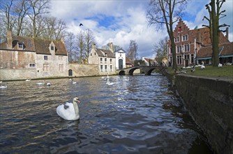 Swans on the canal in Bruges, a popular tourist destination in Belgium