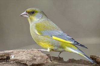 Greenfinch perched on a branch in the forest. (Chloris chloris) . France