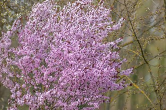 Decorative tree with pink flowers in a city in spring. Alsace, Grand Est, France, Europe