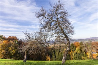 Autumn atmosphere, sparse trees, forest with foliage colouring, behind St. Nikolai im Sausal,