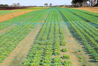 Lettuce crop growing in field, Buckanay Farm, Alderton, Suffolk, England, UK