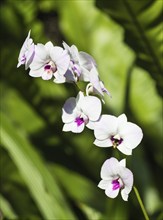 White orchid flowers with green background in the botanical garden in Singapore