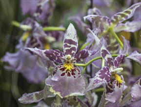 Dark purple orchid flowers in the botanical garden in Singapore