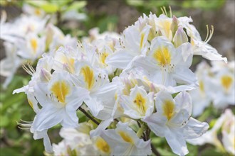 Blooming rhododendron in the botanical garden in spring