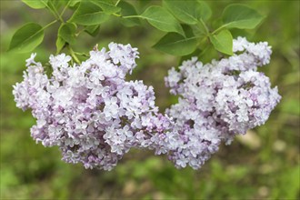 Blooming lilac in the botanical garden in spring