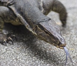 Portrait of a monitor lizard in Singapore Zoo