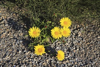 Yellow Sea Aster plant in flower, Asteriscus maritimus, Cabo de Gata natural park, Almeria, Spain,