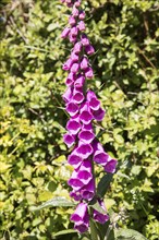 Common foxglove, Digitalis purpurea, in flower, Cornwall, England, UK