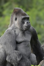 Western lowland gorilla (Gorilla gorilla gorilla), male, silverback, captive, occurring in Africa