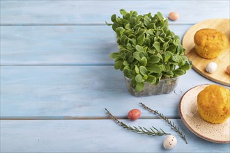 Homemade cakes with chocolate eggs and borage microgreen on a blue wooden background. side view,